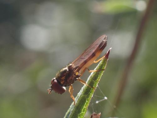 Melanostoma mellinum